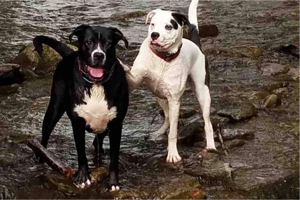 Roscoe Cottage Pet Friendly エクステリア 写真
